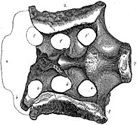 Atlantosaurus montanus.jpg