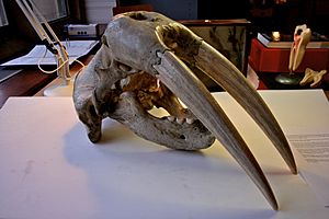 BLW Walrus skull