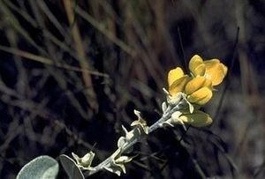 Baptisia arachnifera 3