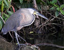 Bare-throated-Tiger Heron