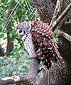 Barred Owl (25840348850)