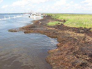 Bay Jimmy, Plaquemines Parish (9152010)