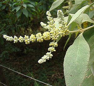 Buddleja americana (11651195096).jpg