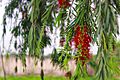 Callistemon Bottlebrush