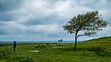 Camino-De-Santiago-Hiker