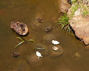 Chestnut Teal and ducklings