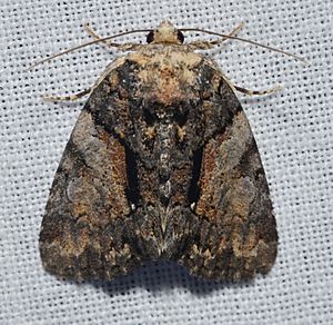 Chytonix palliatricula (14836288778).jpg