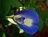 Clitoria ternatea.JPG