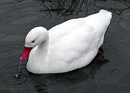 Coscoroba.swan.2.arp.750pix.jpg