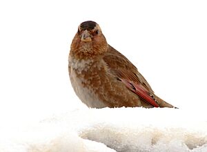 Crimson-winged-Finch 2