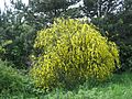 Cytisus scoparius2