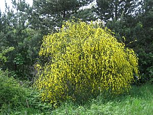 Cytisus scoparius2