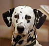 Dalmatian b 01.jpg