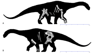 Diamantinasaurus skeletals