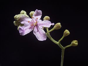 Drosera ordensis inflorescence1