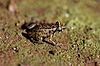 A greenish-brown and black patterned frog