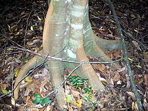 Endiandra muelleri bracteata base.jpg