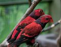 Eos squamata -Kuala Lumpur Bird Park, Malaysia-8a-3c