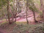 Eston Nab woods