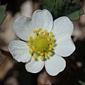 Fragaria iinumae (flower s6)