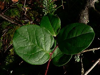 Gaultheria shallon 31974