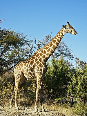 Giraffa camelopardalis angolensis