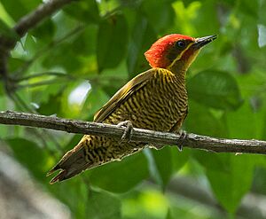 Golden-green Woodpecker - Darién - Panama (48431577586).jpg