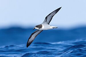 Gould's Petrel 0A2A1313.jpg