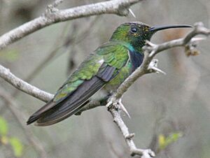 Green-breasted Mango (Anthracothorax prevostii)RWD.jpg