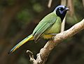 Green Jay Tex