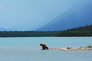 Grizzly mama bear with spring cubs. Naknek Lake, Katmai National Park, Alaska