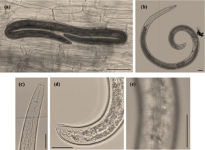 Helicotylenchus-dihystera-females-light-microscope-photographs-a-Infected-Ficus