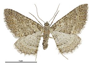 Hydriomena clarkei female.jpg