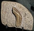 Iguanodon tooth