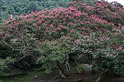 Lagerstroemia indica in Damyang 1