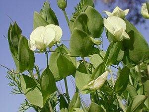 Lathyrus aphaca var. aphaca1LEST.jpg