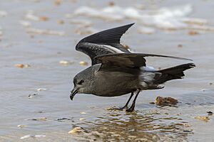 Leach's Storm-petrel Saint-Jean-de-Monts 01