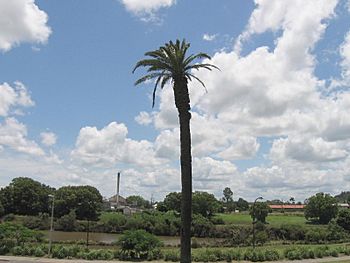 Lismore; la Wilson river.jpg