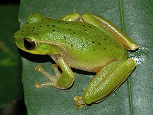 Litoria barringtonensis.JPG