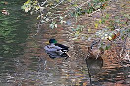 Mallards (8207464216).jpg