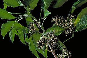 Melicope vitiflora fruit