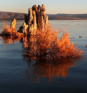 Mono lake tufa formation