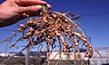 Nematode nodules