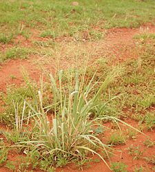 Panicum decompositum habitus