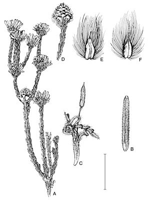 Petrophile wonganensis.jpg