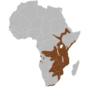 Potamochoerus larvatus map.svg