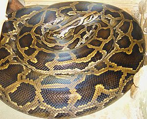 Python bivittatus тигровый питон.jpg