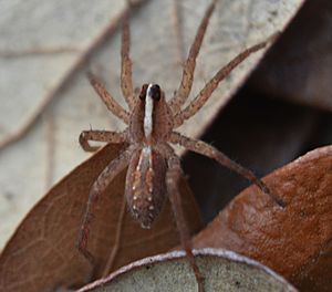 Rabidosa hentzi Florida 041915.jpg