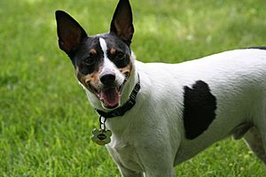 Rat Terrier head