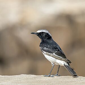 Red-rumped wheatear (Oenanthe moesta) Kebili.jpg